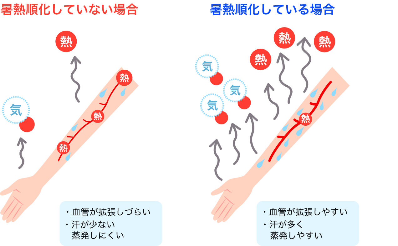 暑熱順化していると血管が拡張しやすくなり、汗が多く蒸発しやすくなります。