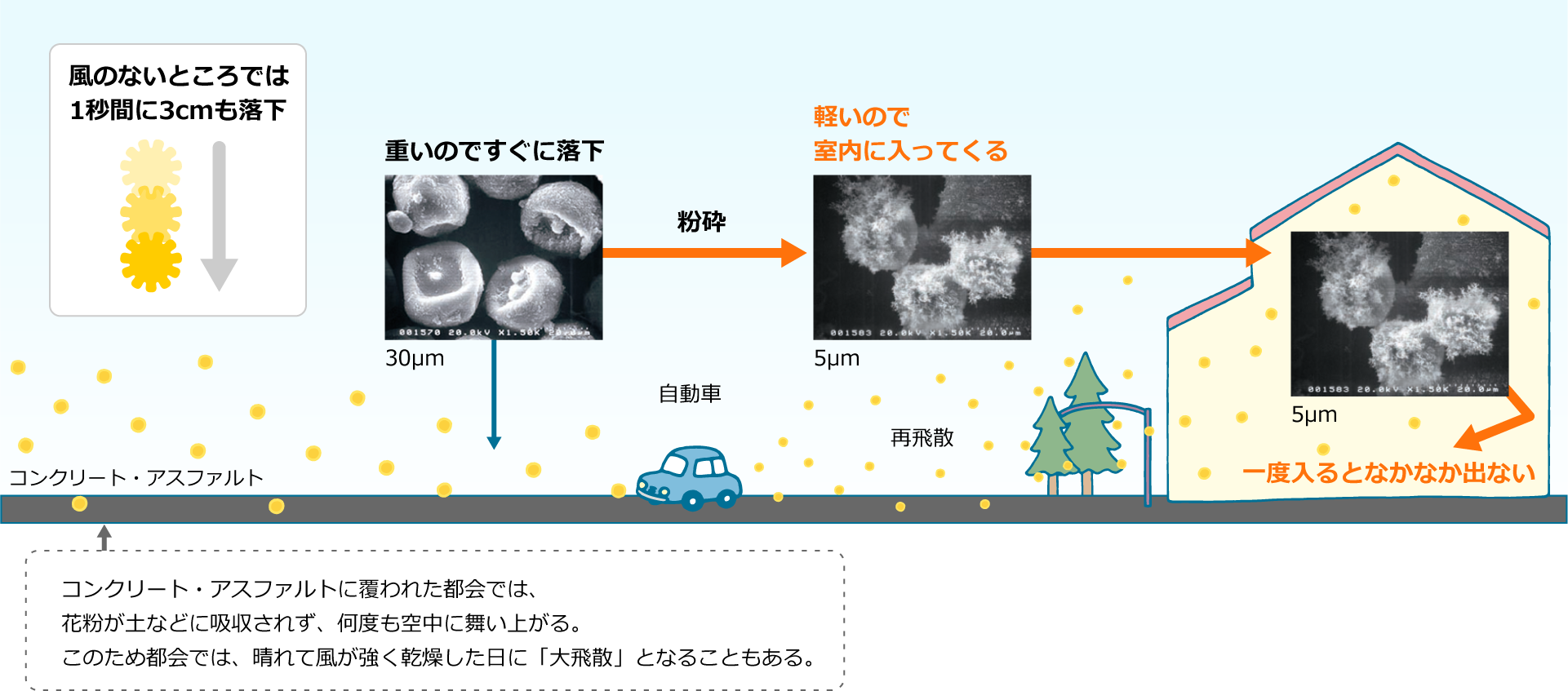 風のない所では、花粉は1秒間に3㎝も落下→重いのですぐに落下→自動車などで落下した花粉が粉砕され、軽くなる→再飛散し、軽いので室内に入ってくる→一度入るとなかなか出ない