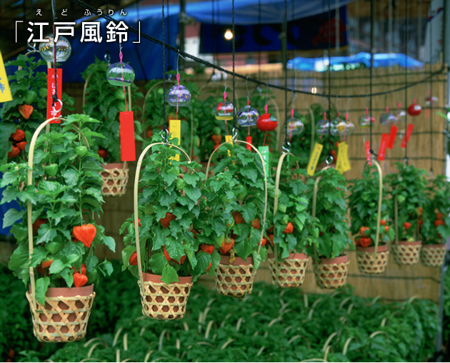 「江戸風鈴」