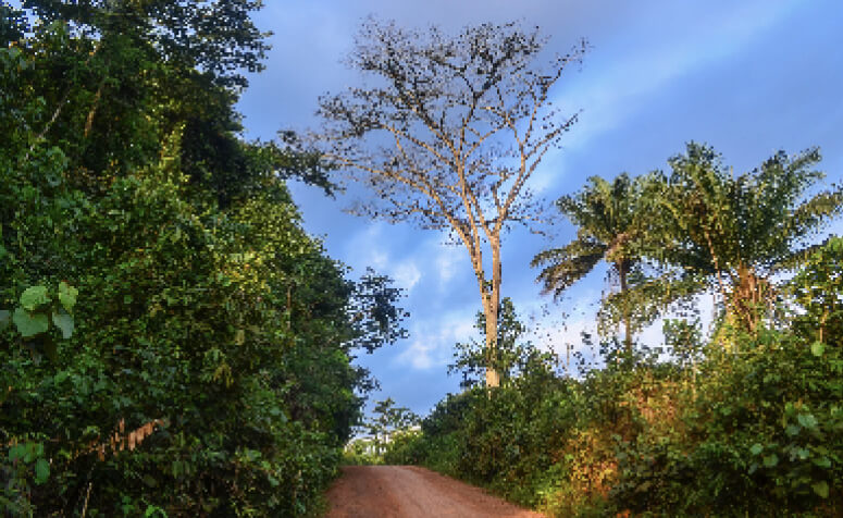 リベリア  東ニンバ自然保護区の画像