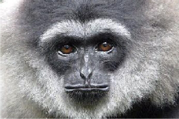 ジャワギボンの画像