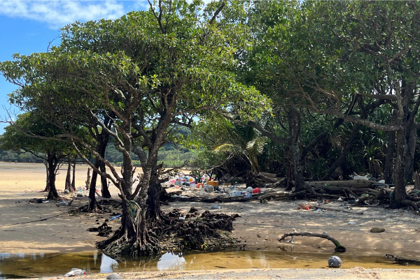 マングローブの森を健全に維持する活動の画像