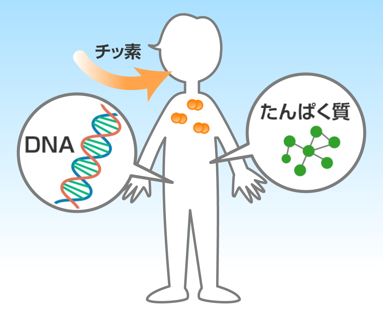 チッ素はたんぱく質やDNAのもとになるもの