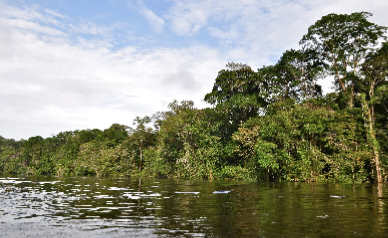 ブラジル／ボリビア アマゾン原生自然地域の画像